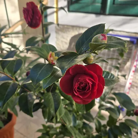 Kamelija - Center Minute To The Lejlighed Opatija