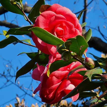 Kamelija - Center Minute To The *