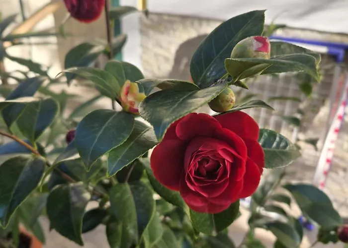 Kamelija - Center Minute To The Lägenhet Opatija